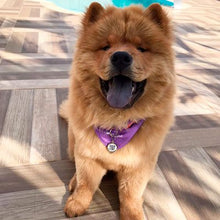 Carregar imagem no visualizador da galeria, Finder Pet - Saiba em tempo Real onde seu Pet está