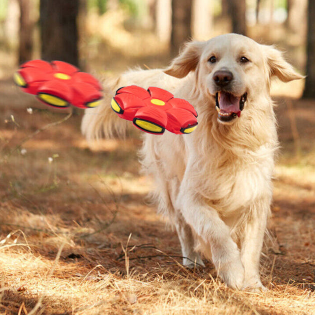 Brinquedo Interativo Pet Ball Pet Games