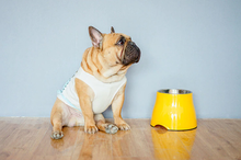 Carregar imagem no visualizador da galeria, Tigela Elevada | Para Cachorro