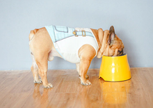 Carregar imagem no visualizador da galeria, Tigela Elevada | Para Cachorro