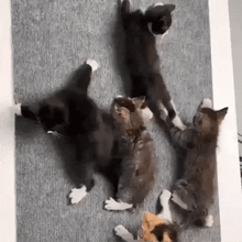 Carregar imagem no visualizador da galeria, Carpete Adesivo Protetor para Unha de Gatos
