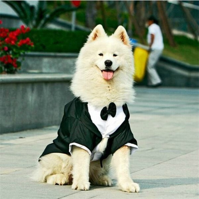 Terno Pet Wedding