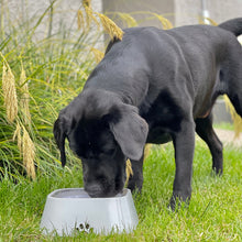 Carregar imagem no visualizador da galeria, WaterBowl - Bebedouro Pet

